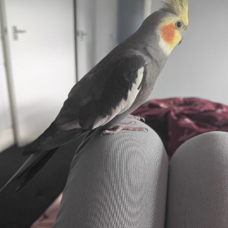 Missing Cockatiel Birds in Telford