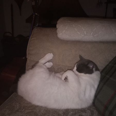 Missing Domestic Short Hair Cats in Broadstone
