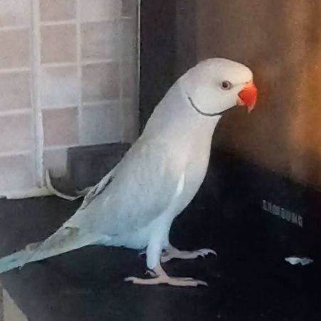 Missing Parrot, Parakeet Birds in Fairwater 