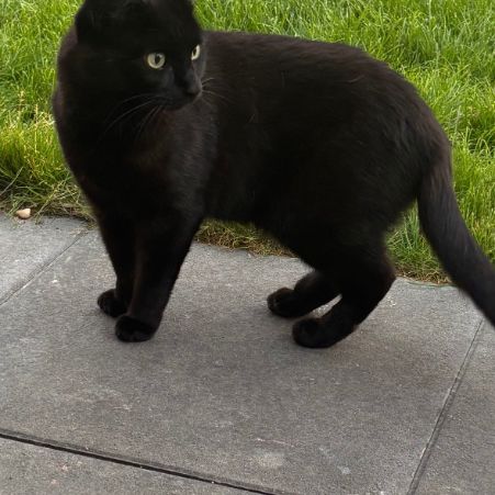 Missing Unknown - Other Cats in Bacton