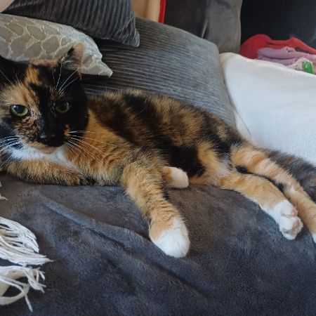 Missing Tortoiseshell Cats in Scunthorpe
