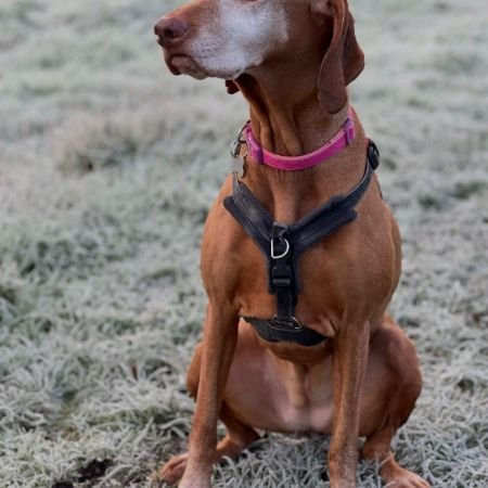 Missing Unknown - Other Dogs in Farnham