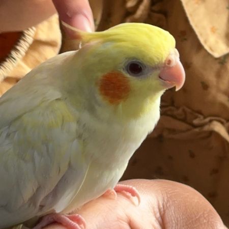 Missing Cockatiel Birds in Dagenham