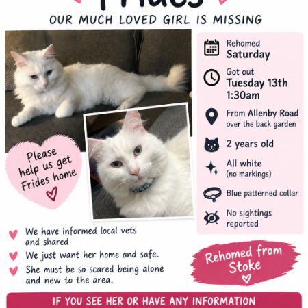 Missing Semi-Long Hair Cats in Swinton