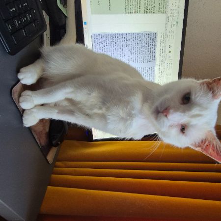 Missing British Short Hair Cats in Burpham