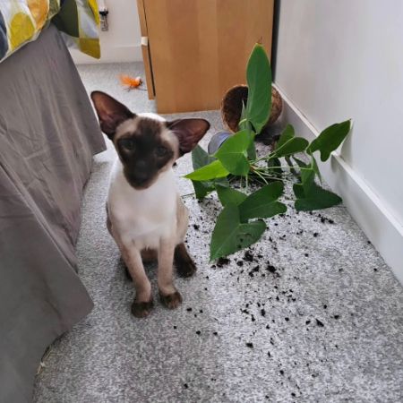 Missing Siamese Cats in Codsall