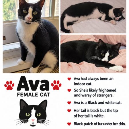 Missing Domestic Short Hair Cats in Kennington London