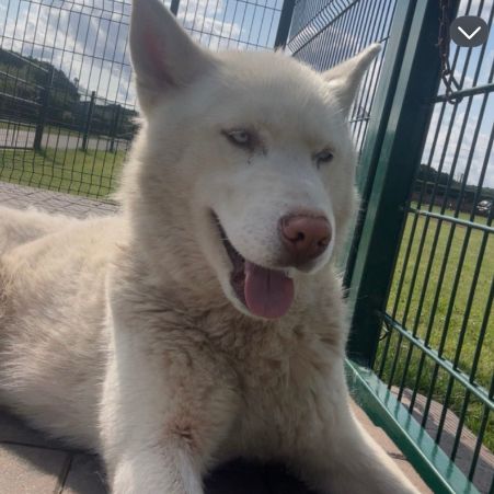 Missing Husky Dogs in Walsall
