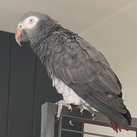 Missing Parrot, Parakeet Birds in Romsey 