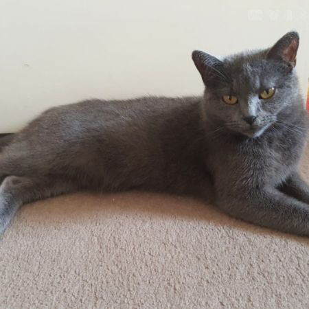 Missing Russian Blue Cats in Anerley 