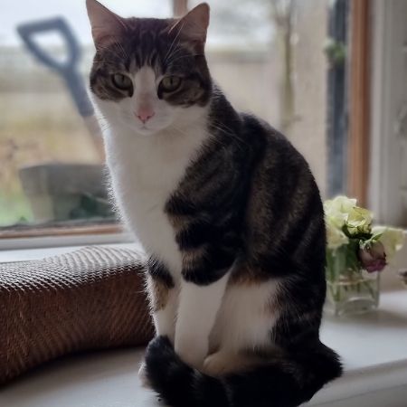 Missing Tabby Cats in Neston