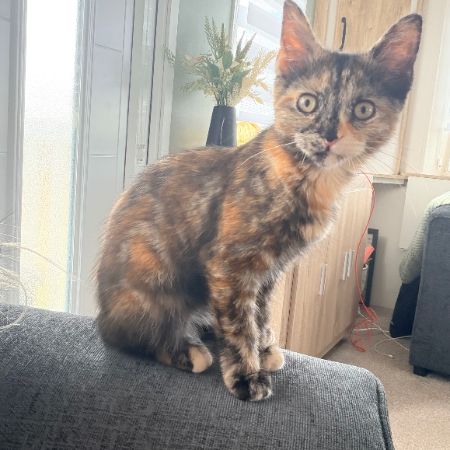 Missing Ragdoll Cats in St Ann’s 