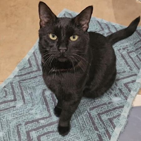 Missing Domestic Short Hair Cats in Stanford-le-hope