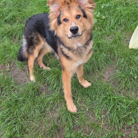 Missing German Sheperd Dogs in West Coker