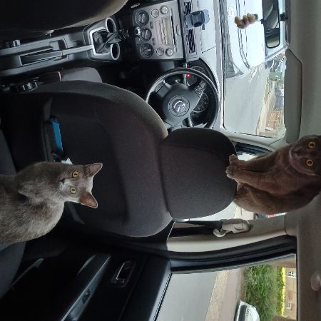 Missing Unknown - Other Cats in Eltham