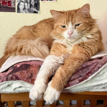 Missing Semi-Long Hair Cats in Keighley