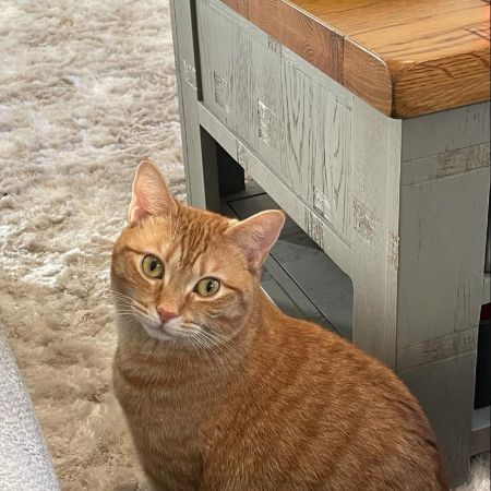 Missing Mixed Breed Cats in Hook