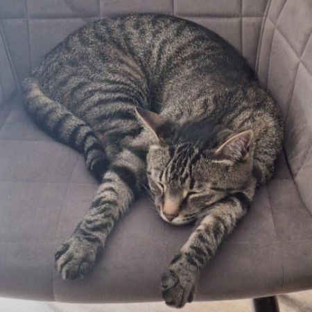 Missing British Short Hair Cats in Cookridge