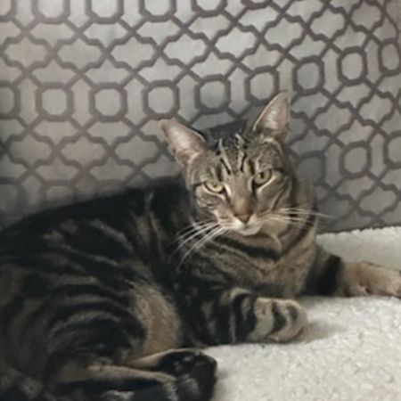Missing Tabby Cats in Worcester 
