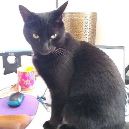 Missing British Short Hair Cats in Bracknell