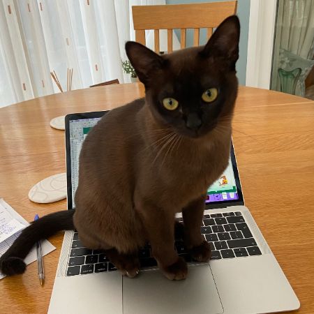 Missing Burmese Cats in Shipston On Stour