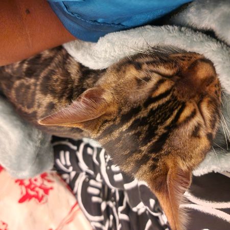 Missing Bengal Cats in Coventry
