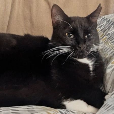 Missing Moggy Cats in Sutton Coldfield