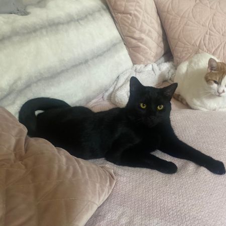 Missing British Short Hair Cats in Leicester