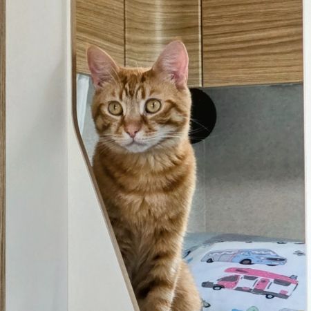 Missing Tabby Cats in Cookstown
