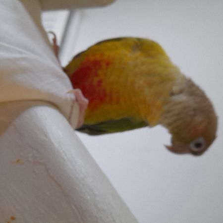 Missing Parrot, Parakeet Birds in Leeds 17
