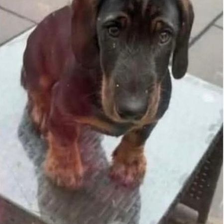 Missing Dachshund Dogs in Chaddesden