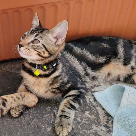 Missing Mixed Breed Cats in Walton-upon-thames