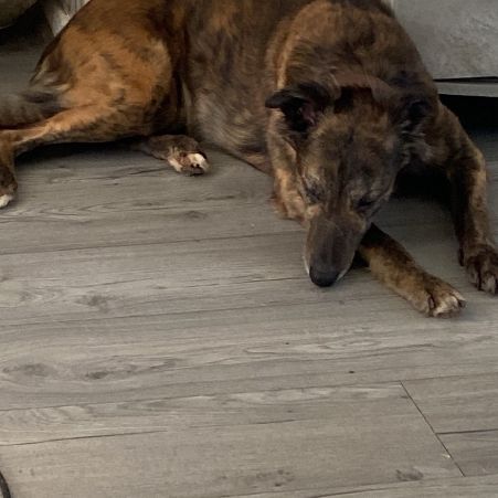 Missing Lurcher Dogs in HARTLEPOOL