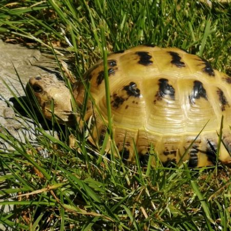 Missing Tortoise Exotics in South Harrow
