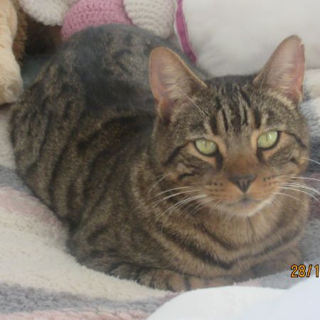 Missing Tabby Cats in Spilsby