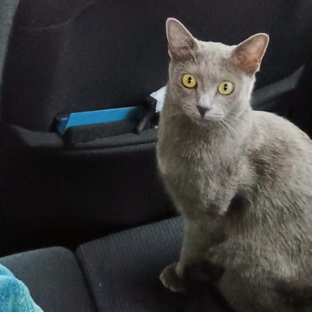 Missing Unknown - Other Cats in Eltham 