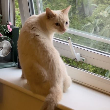 Missing Domestic Short Hair Cats in Cuffley