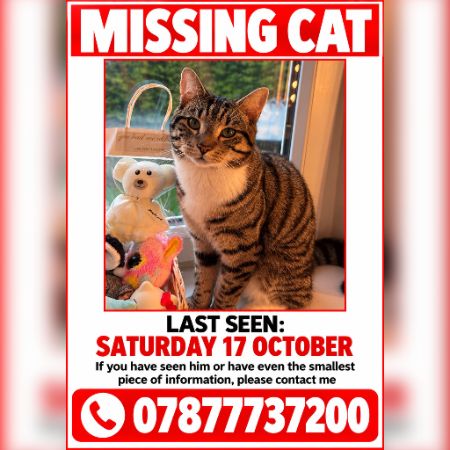 Missing Unknown - Other Cats in Lisburn