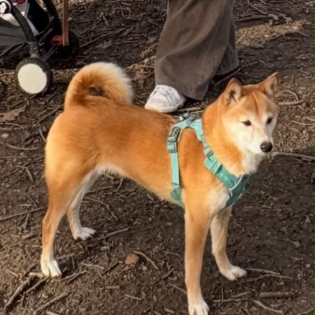 Missing Spitz Dogs in London, City Of Westminster