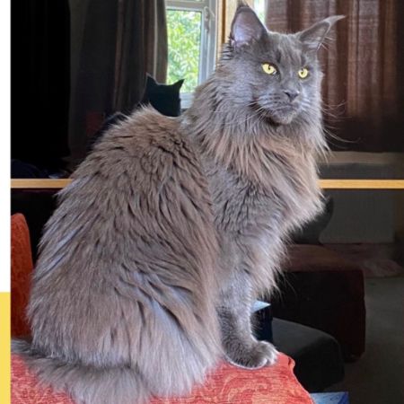 Missing Maine Coon Cats in Northwood