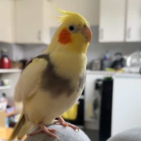 Missing Cockatiel Birds in Edgware