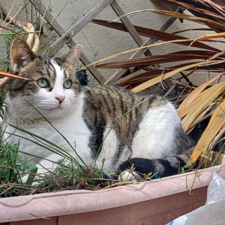 Missing British Short Hair Cats in Sidcup