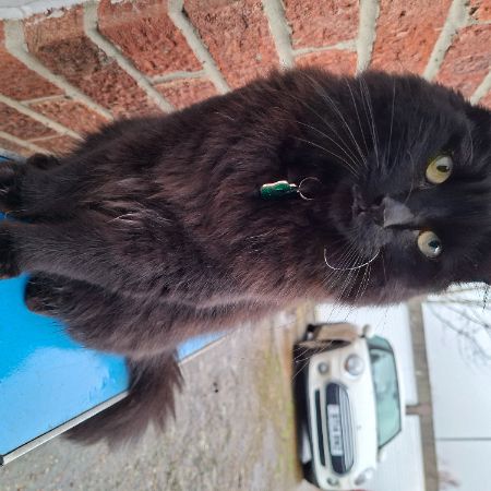 Missing Semi-Long Hair Cats in Eastleigh