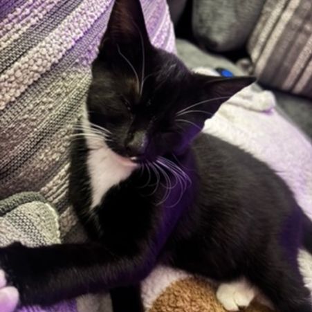 Missing Domestic Short Hair Cats in Edwalton 