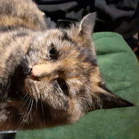 Missing Tortoiseshell Cats in Caulcott