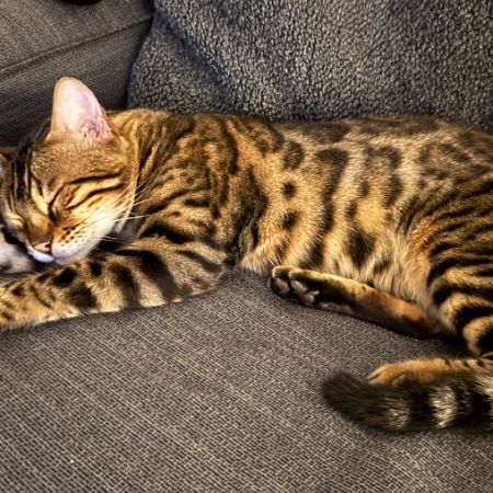 Missing Bengal Cats in London