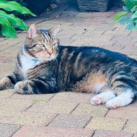Missing Moggy Cats in Stoke Golding 