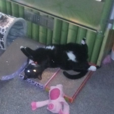 Missing Moggy Cats in Rhyl