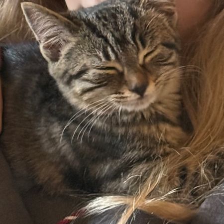 Missing Domestic Short Hair Cats in Flixton