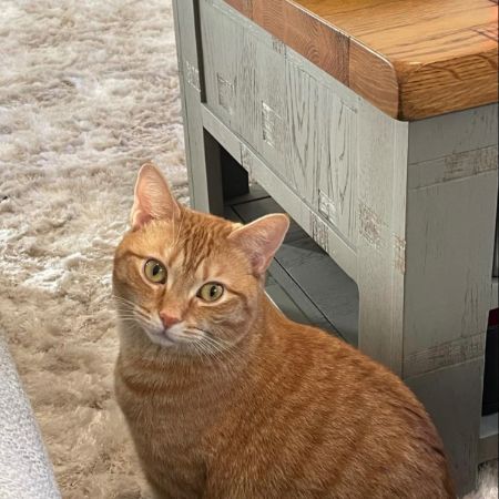 Missing Mixed Breed Cats in Hook